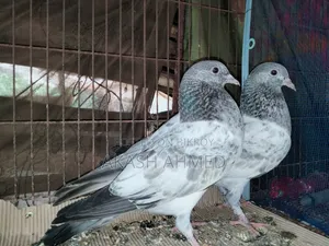 1 Pair of Lalpari and Pakistani Pigeon Squabs