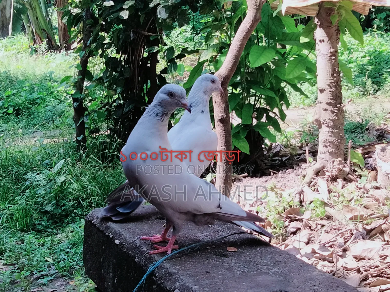 1 Pair of Lalpari and Pakistani Pigeon Squabs