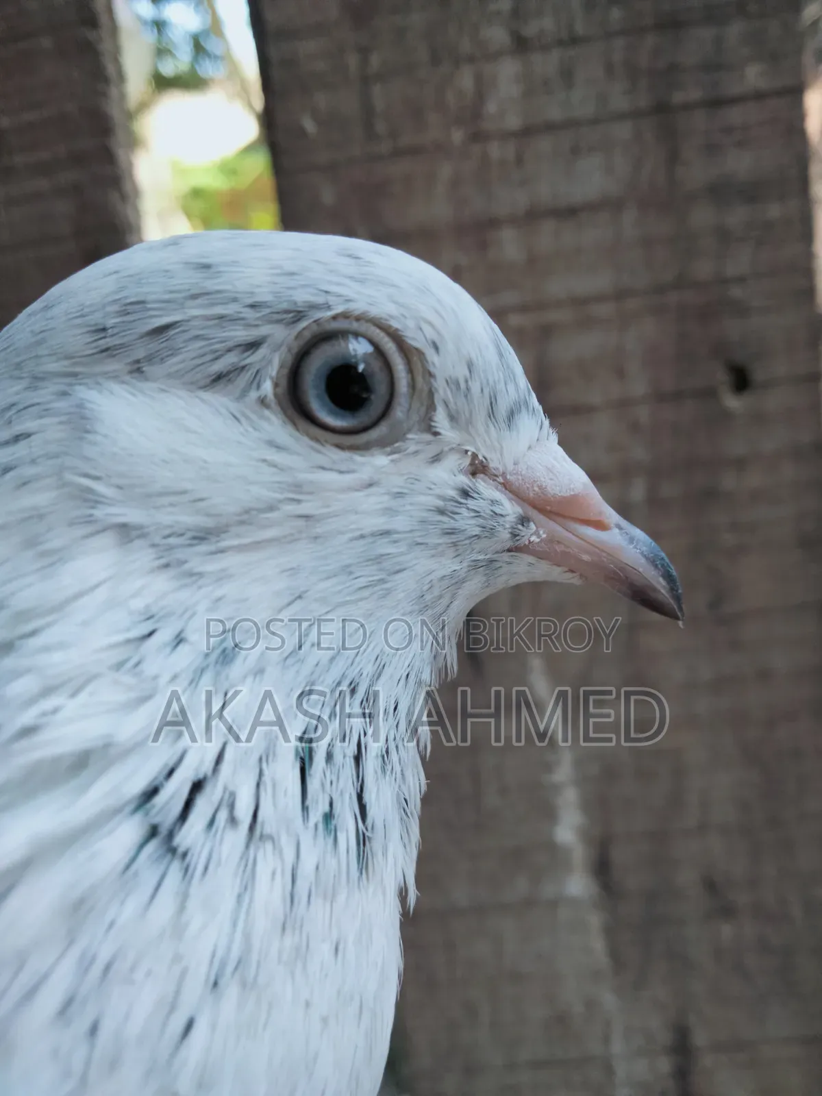 1 Pair of Lalpari and Pakistani Pigeon Squabs