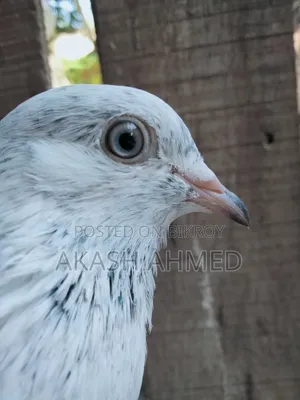 1 Pair of Lalpari and Pakistani Pigeon Squabs