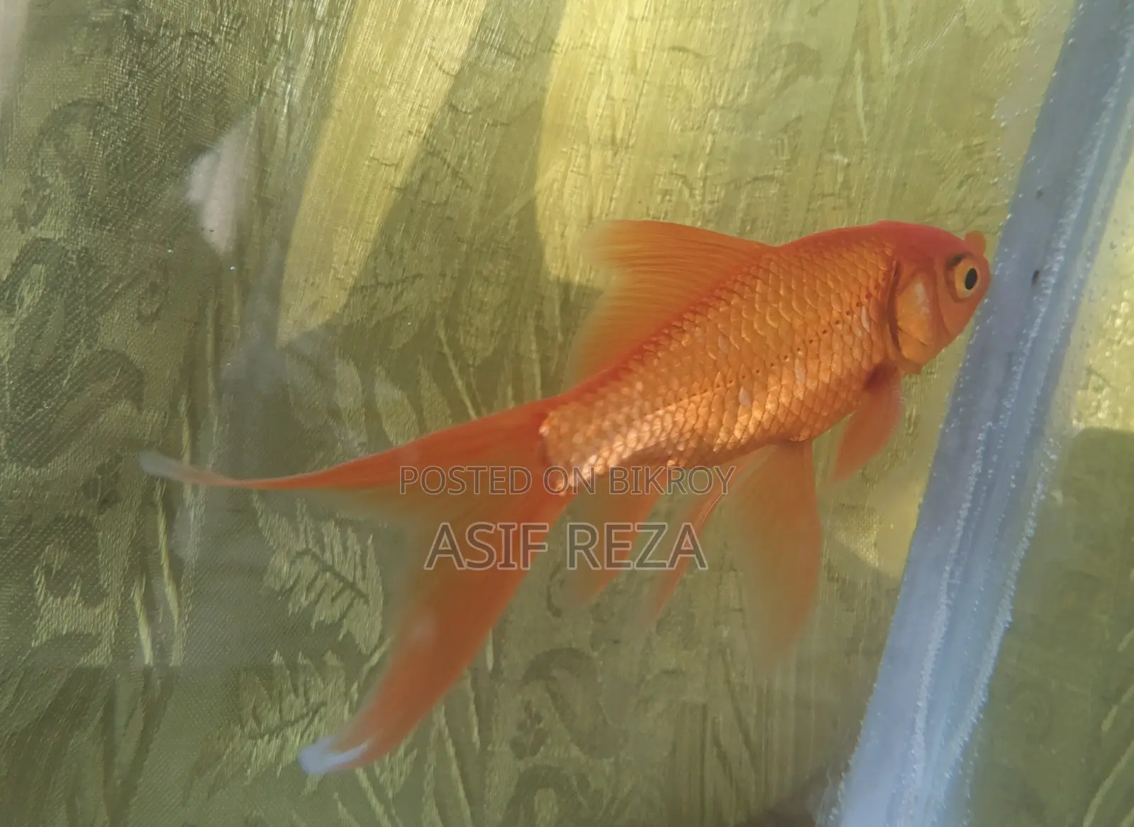 কমেট গোল্ড ফিশ