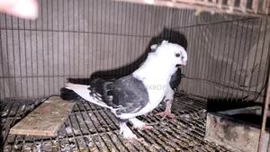 Black Lace Satin a pair of pigeons