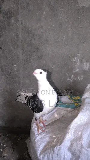 Black Lace Satin a pair of pigeons