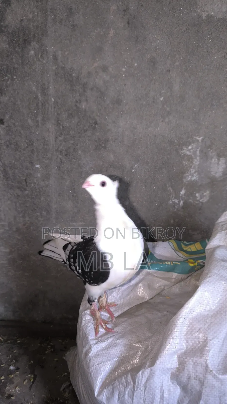 Black Lace Satin a pair of pigeons