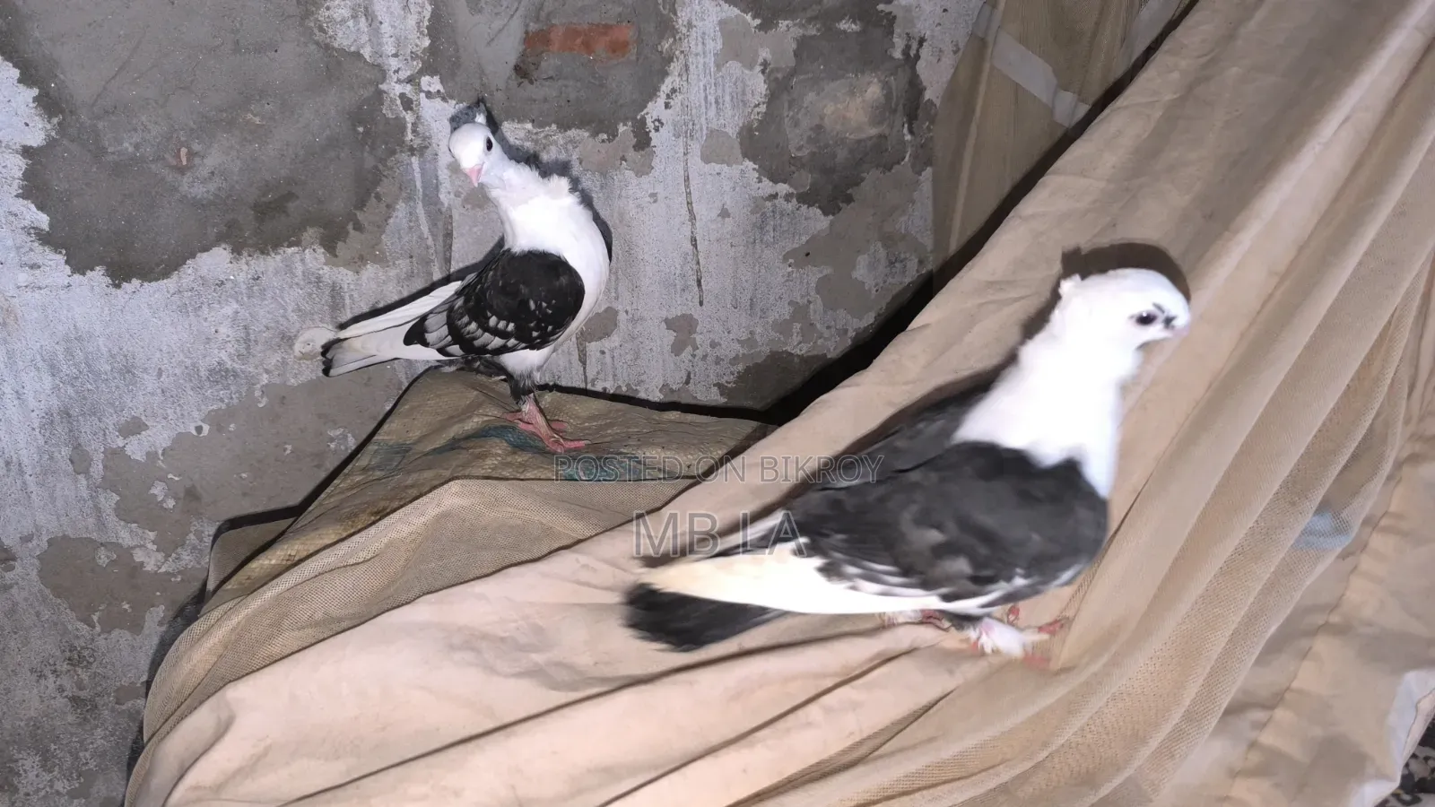 Black Lace Satin a pair of pigeons