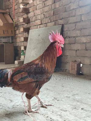 Deshi Morog