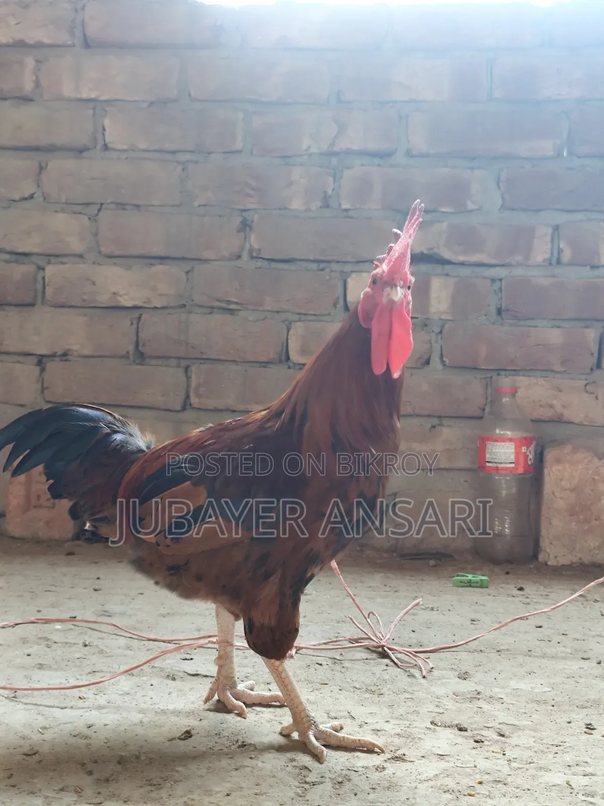 Deshi Morog