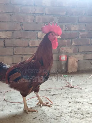 Deshi Morog
