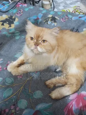 1-3 months Female Purebred Persian
