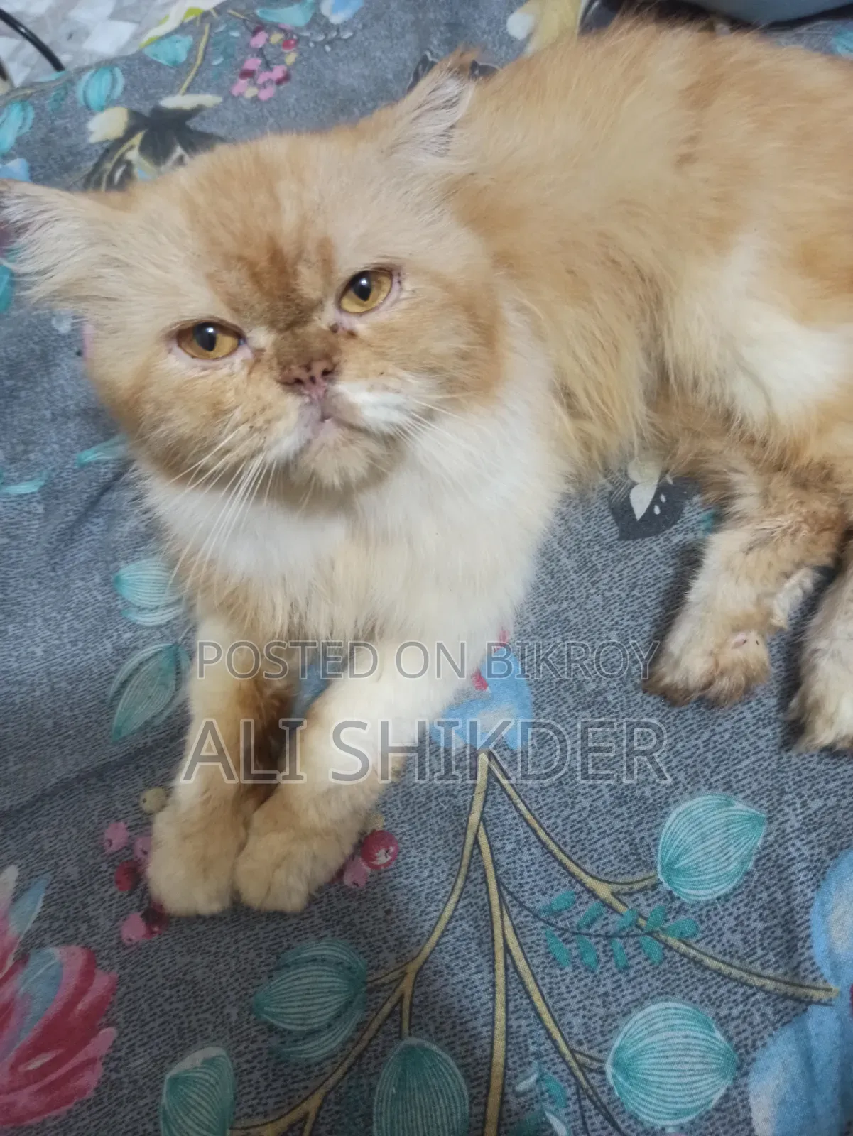 1-3 months Female Purebred Persian