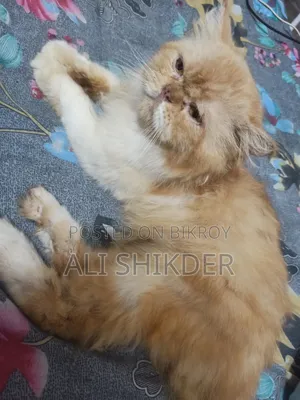 1-3 months Female Purebred Persian