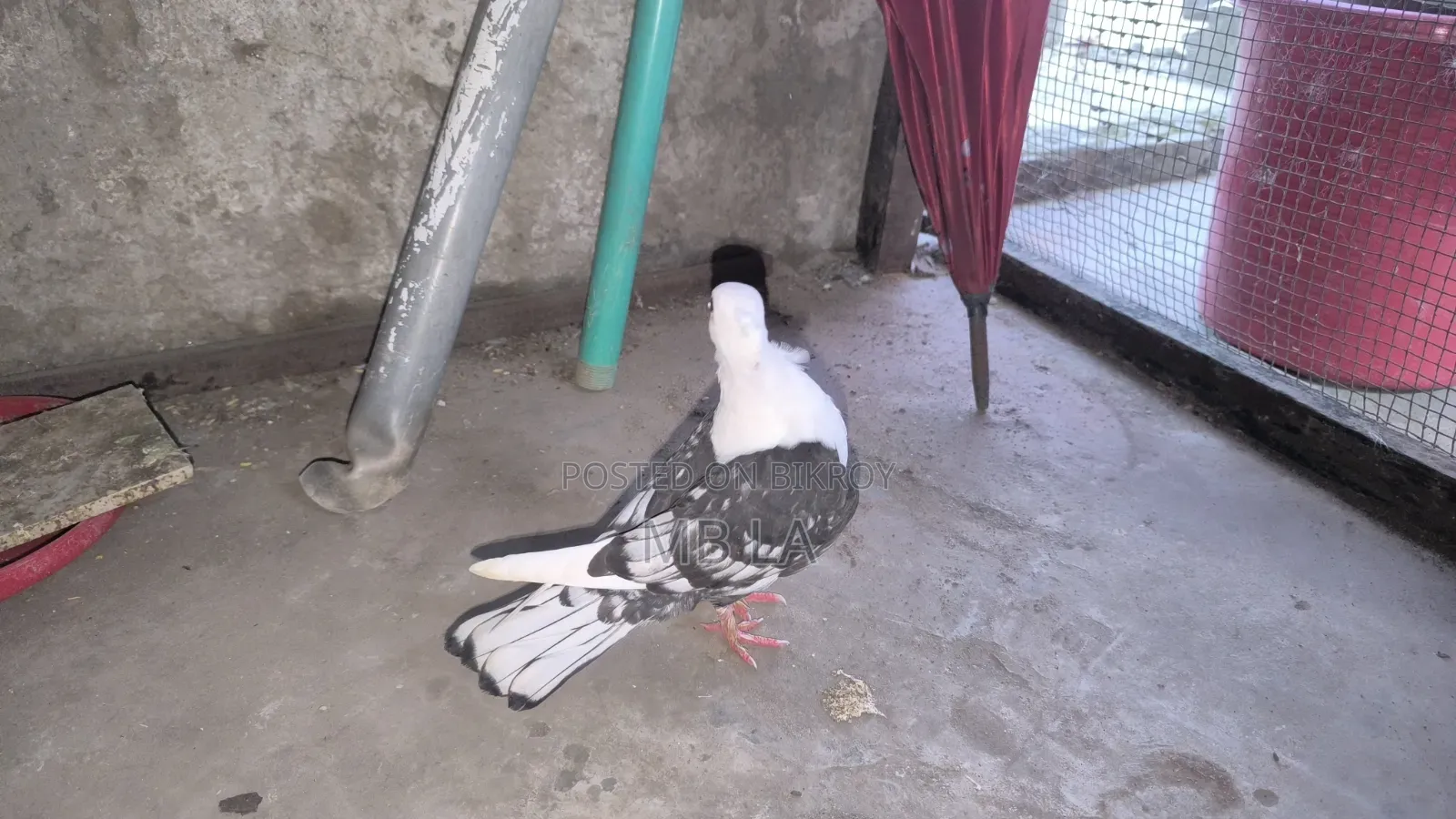 Black Lace Satin a pair of pigeons