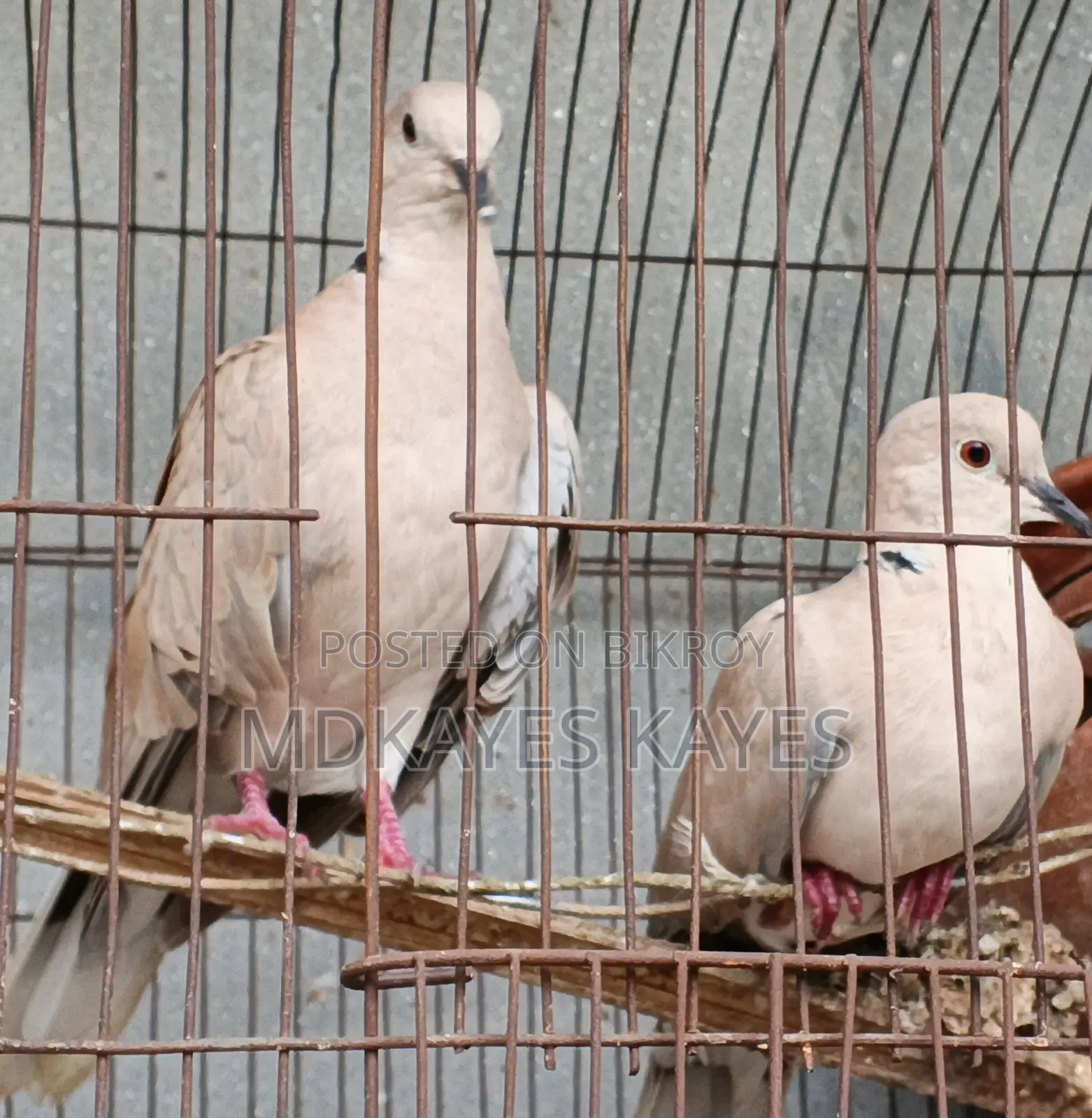 Running Dove Bird