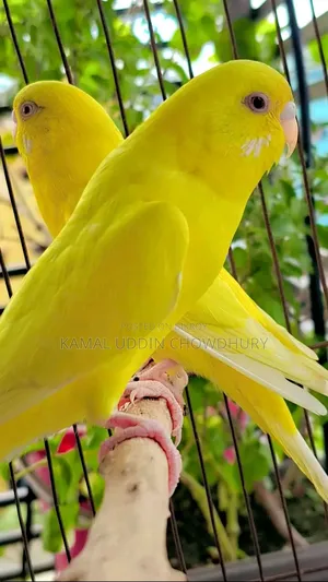 লুটিনো রেড আই অ্যাডাল্ট পেয়ার