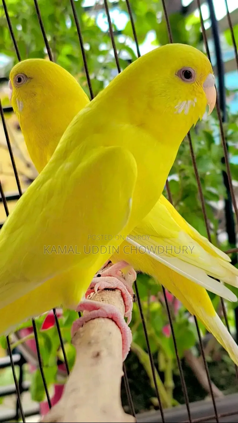 লুটিনো রেড আই অ্যাডাল্ট পেয়ার