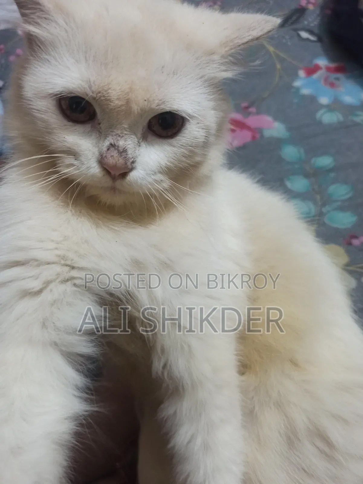 1-3 months Female Purebred Persian