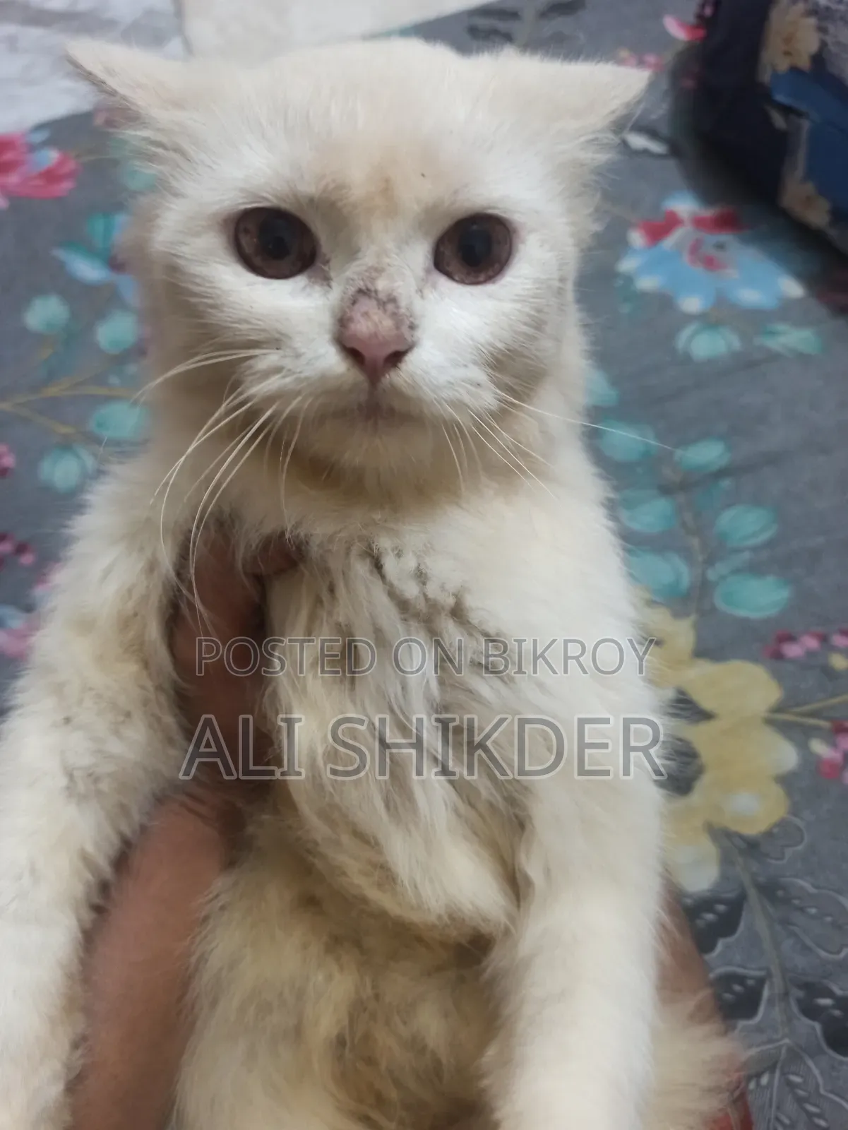 1-3 months Female Purebred Persian