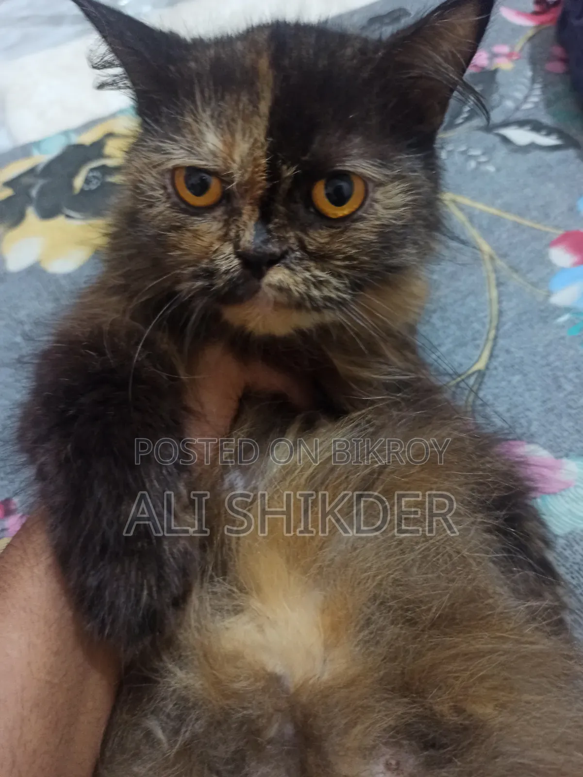 1-3 months Female Purebred Persian