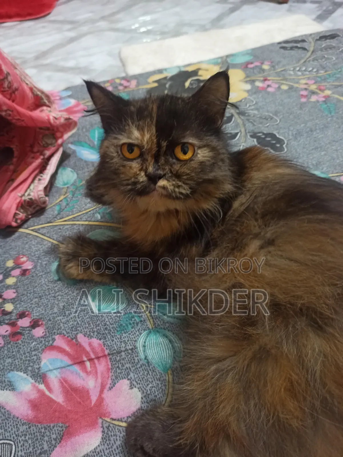 1-3 months Female Purebred Persian