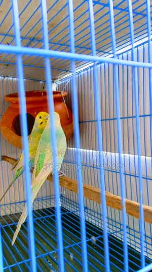 A pair of breeding rainbow budgie birds will be sold.