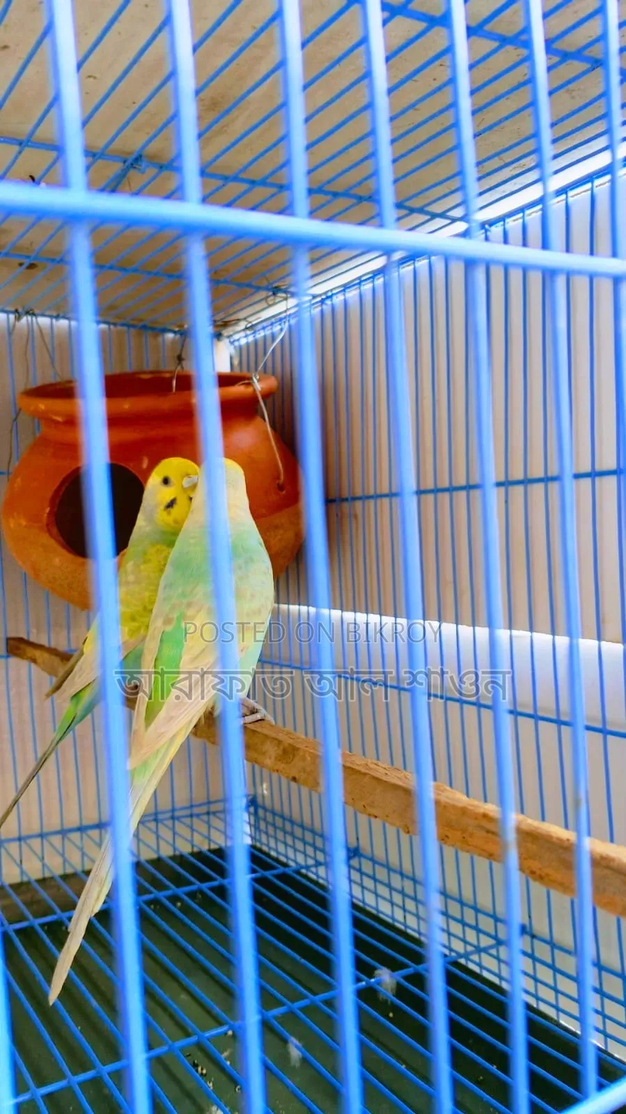 A pair of breeding rainbow budgie birds will be sold.
