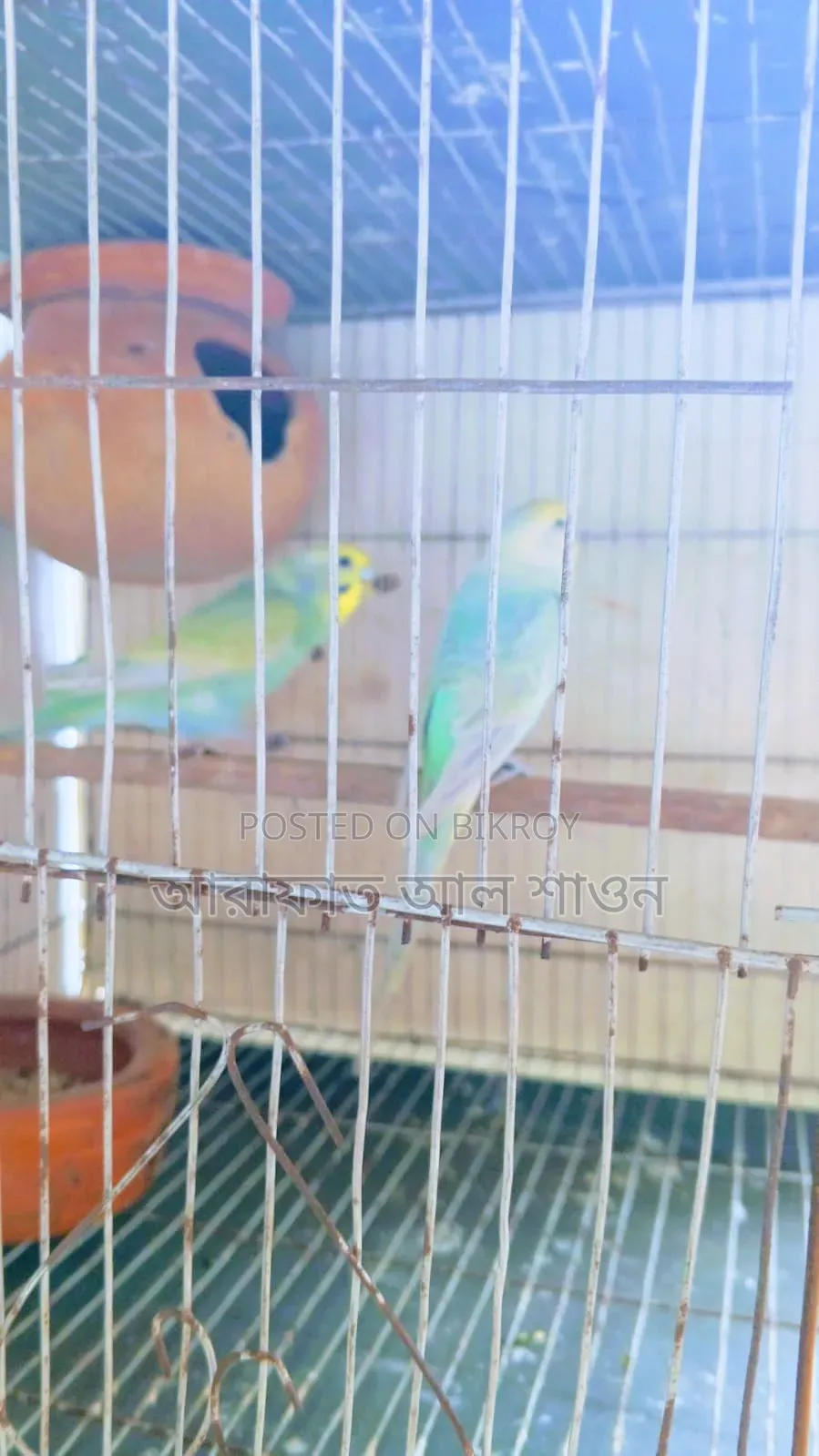 A pair of breeding rainbow budgie birds will be sold.