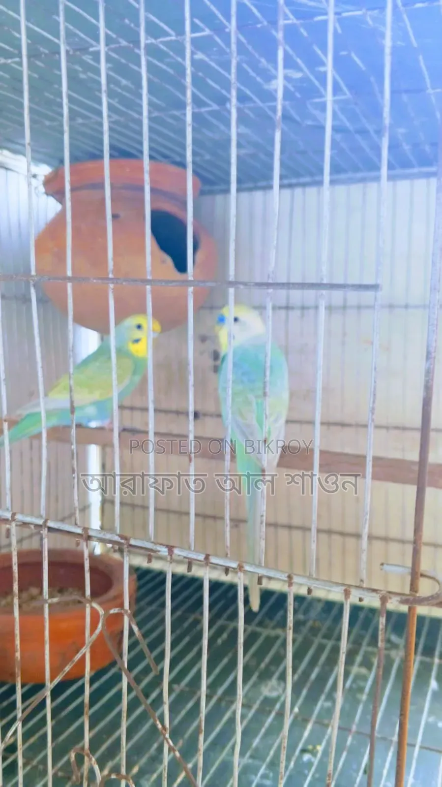 A pair of breeding rainbow budgie birds will be sold.
