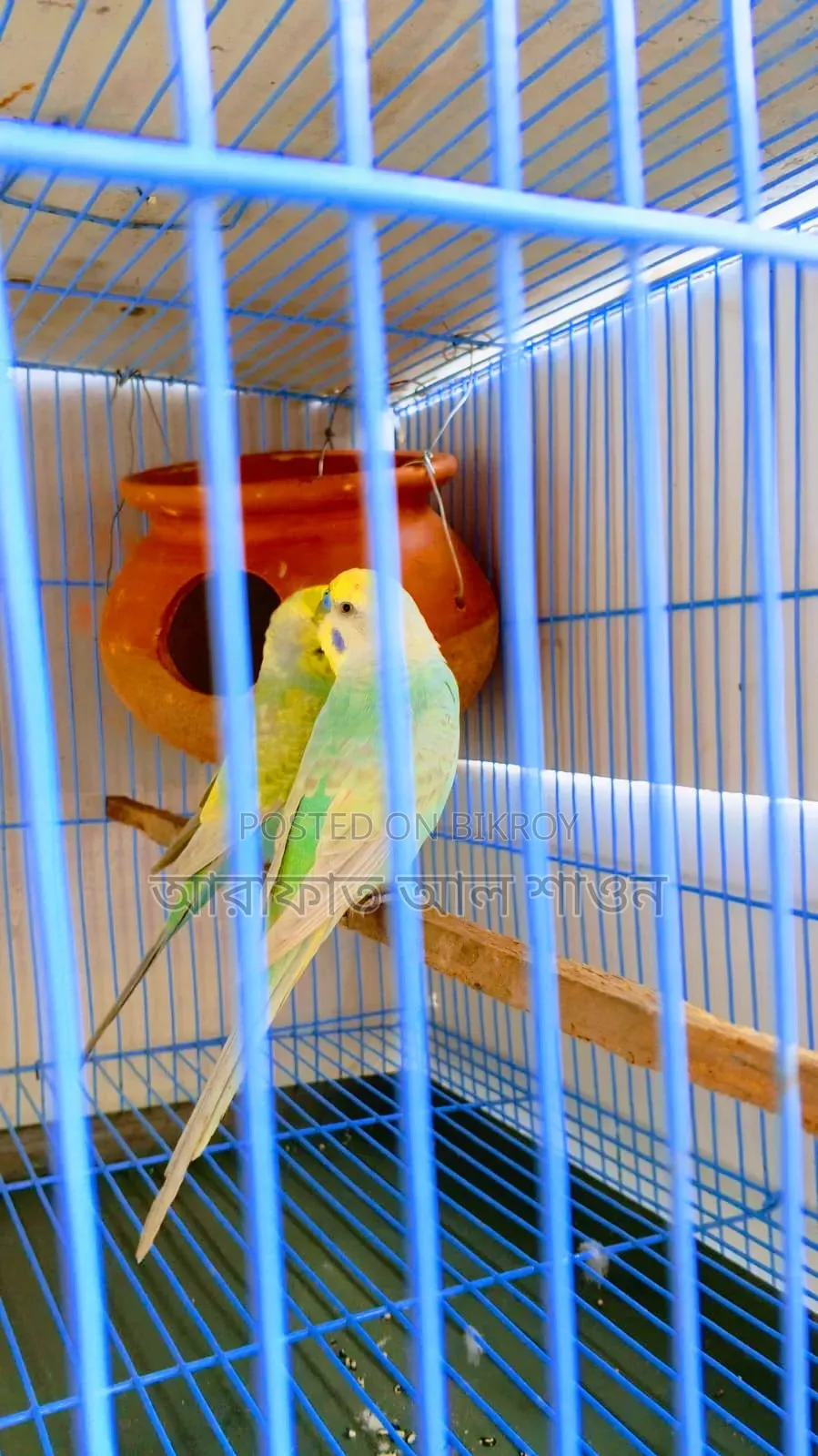 A pair of breeding rainbow budgie birds will be sold.