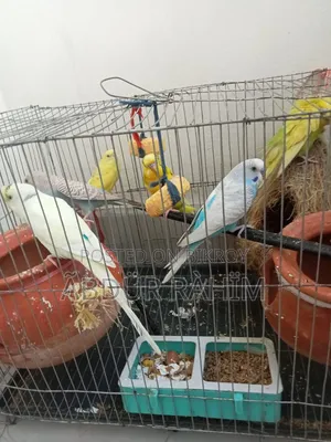 Budgerigar Bird