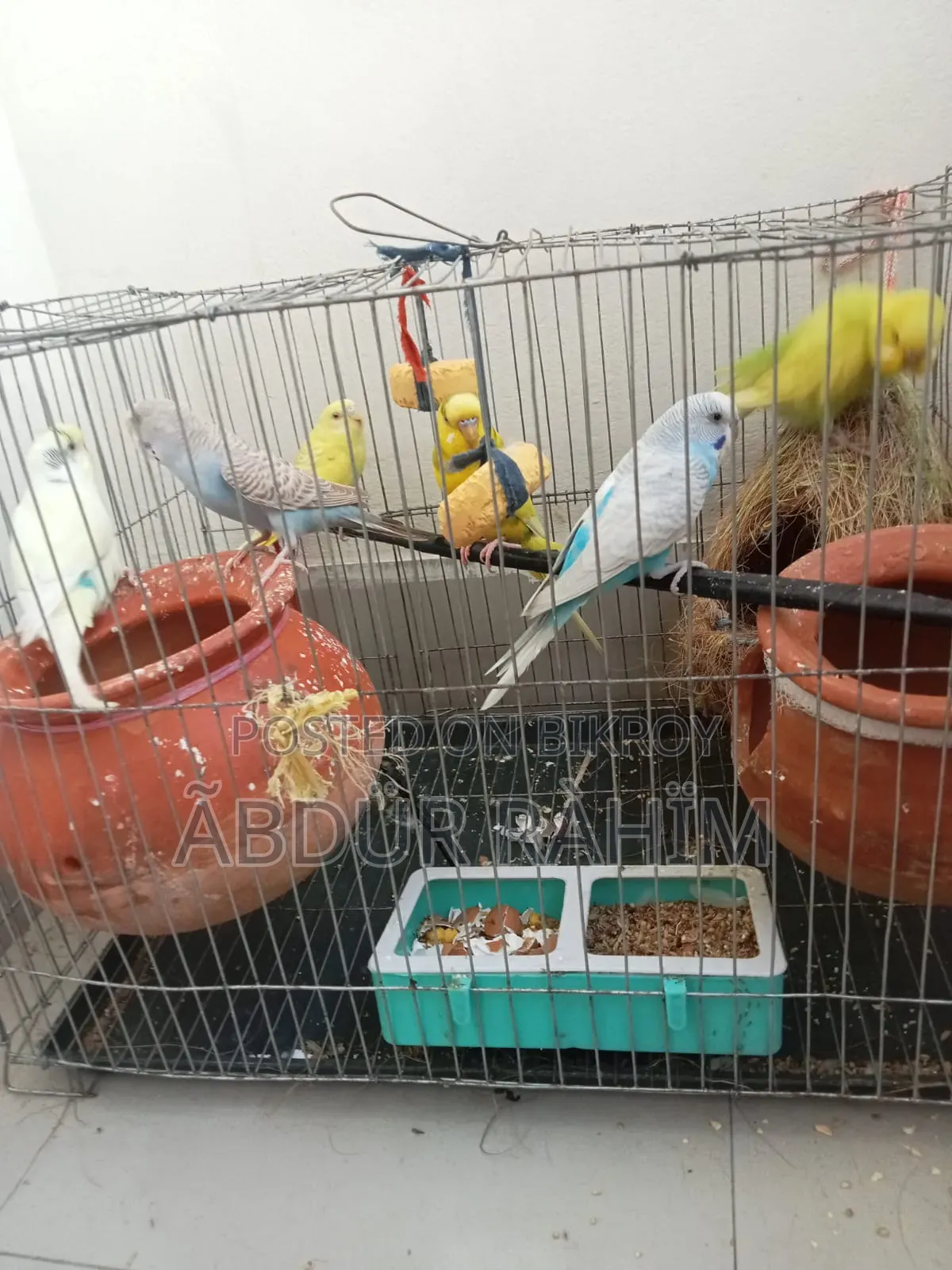 Budgerigar Bird