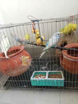 Budgerigar Bird