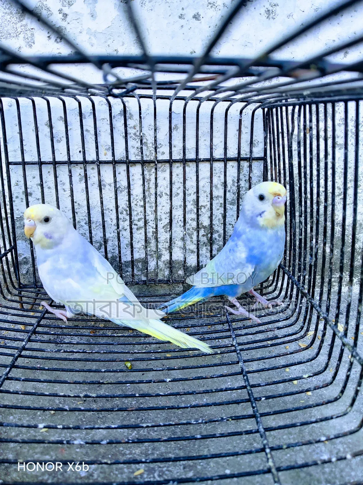 A Pair of Semi-Adult Rainbow Budgerigar Birds for Sale