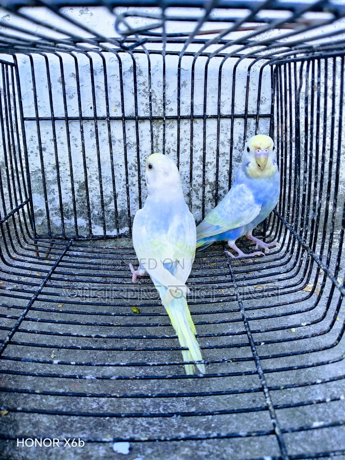 A Pair of Semi-Adult Rainbow Budgerigar Birds for Sale
