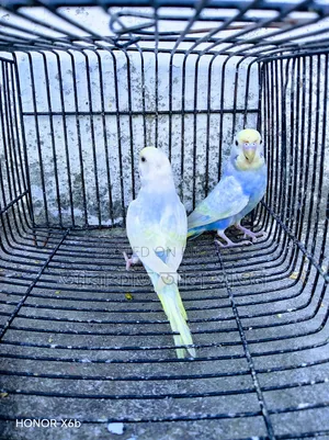 A Pair of Semi-Adult Rainbow Budgerigar Birds for Sale