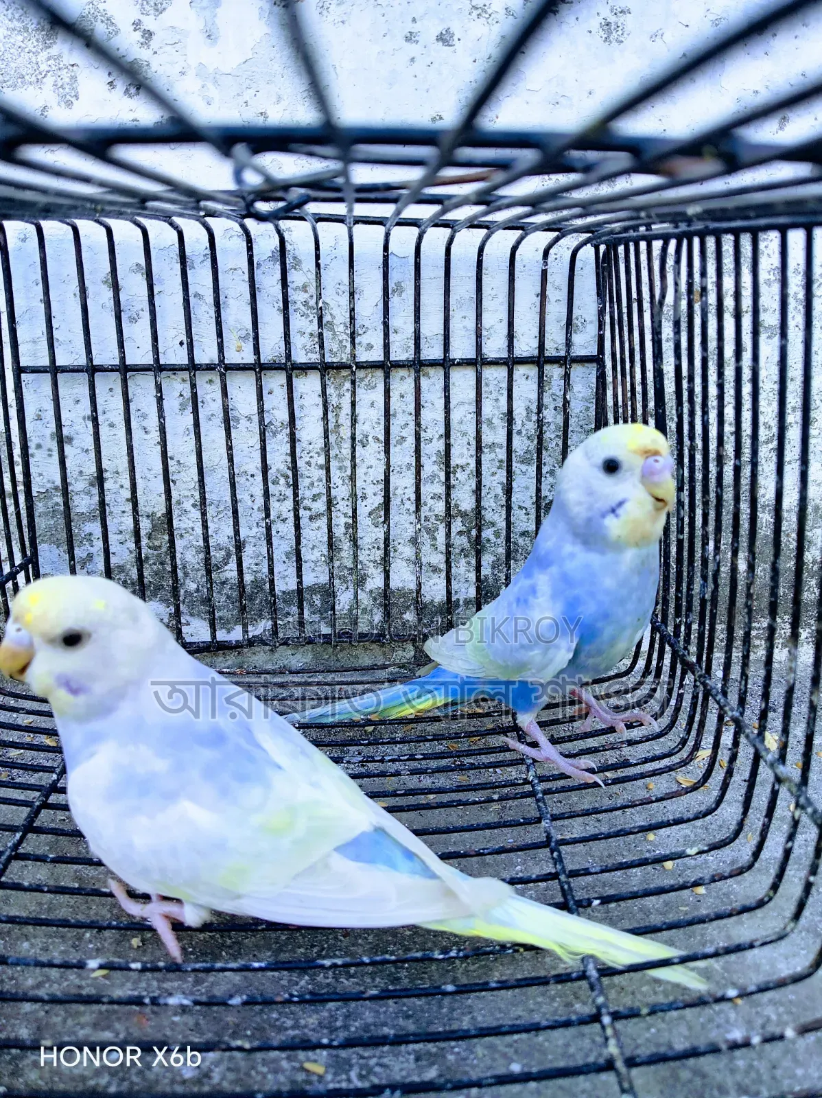 A Pair of Semi-Adult Rainbow Budgerigar Birds for Sale