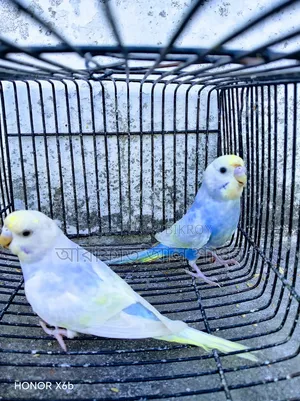A Pair of Semi-Adult Rainbow Budgerigar Birds for Sale
