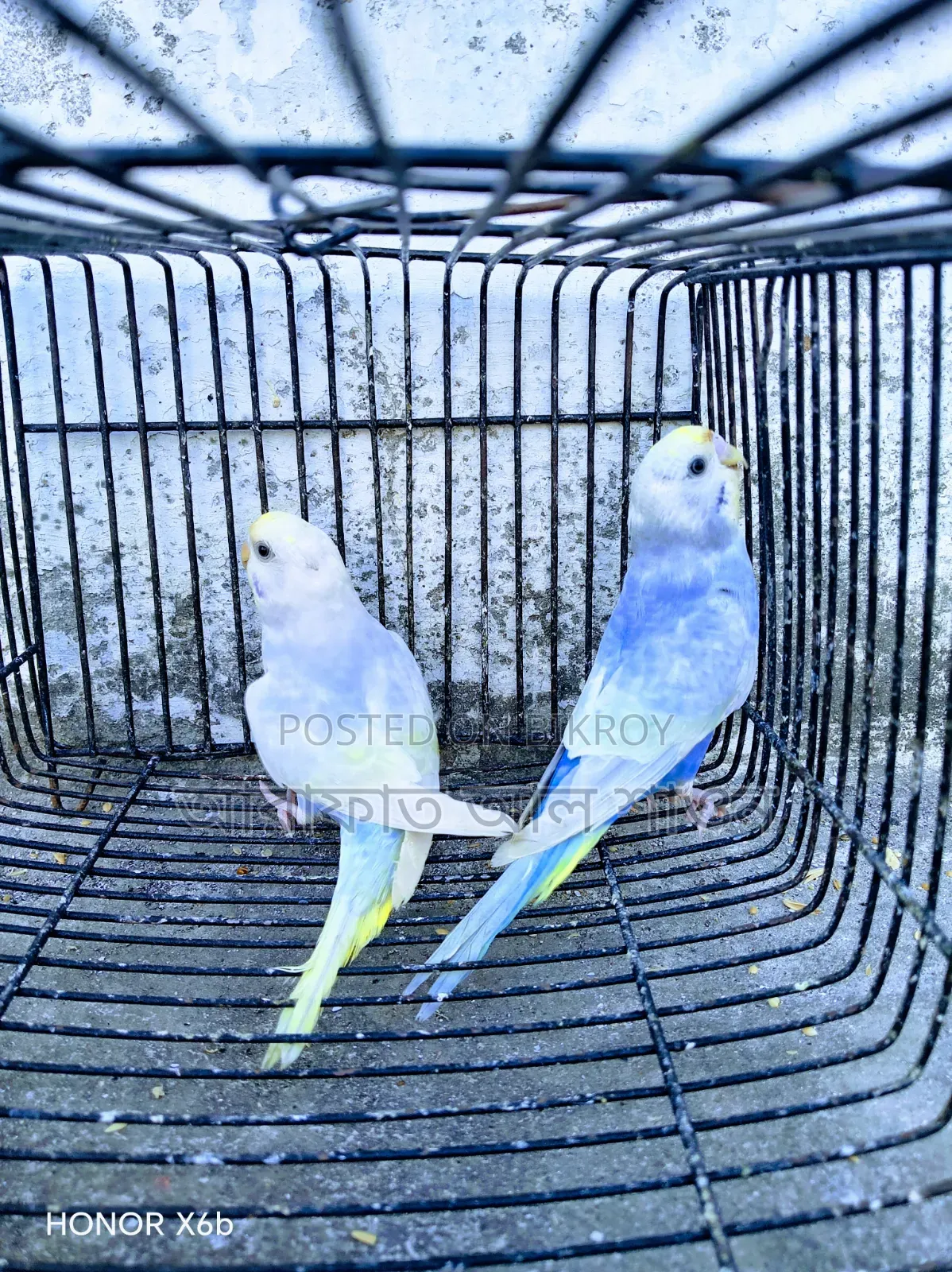 A Pair of Semi-Adult Rainbow Budgerigar Birds for Sale
