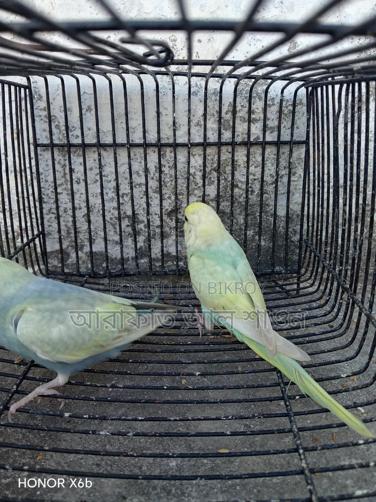 One Pair of Rainbow Baby Birds for Sale