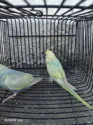 One Pair of Rainbow Baby Birds for Sale