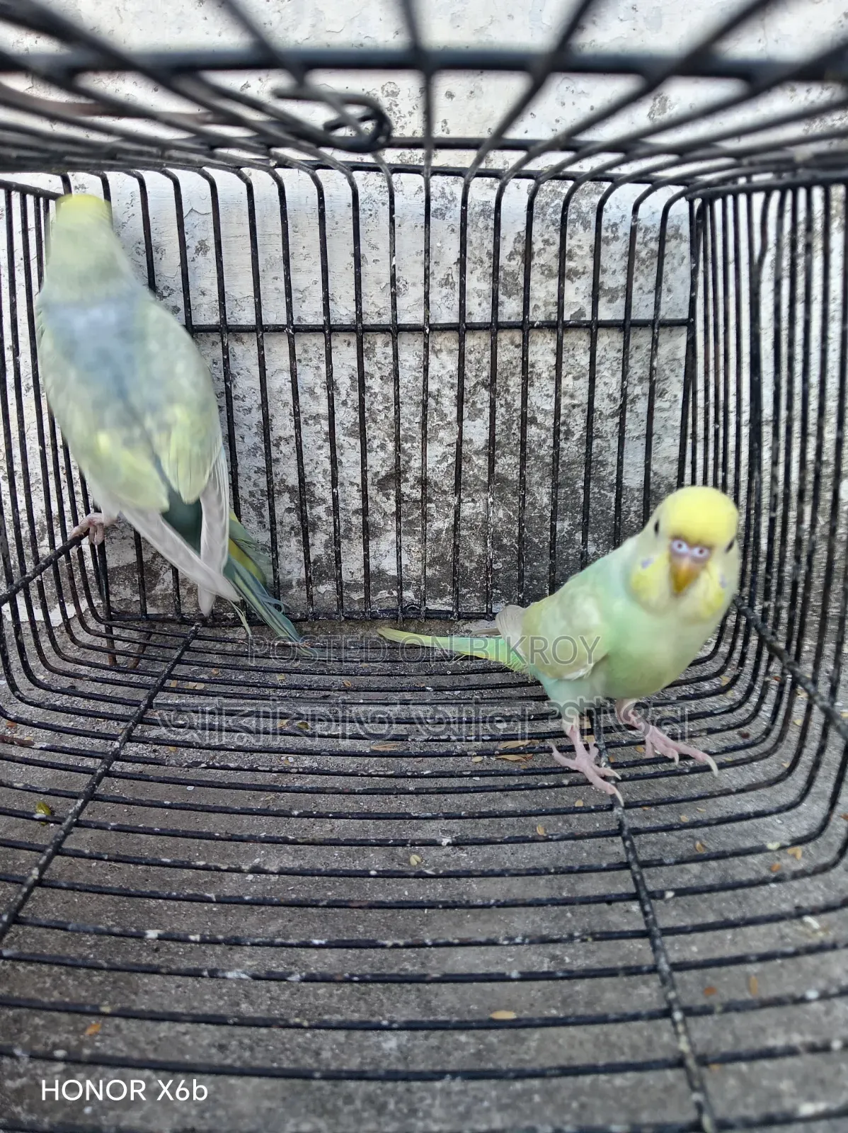 One Pair of Rainbow Baby Birds for Sale