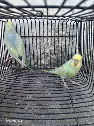 One Pair of Rainbow Baby Birds for Sale
