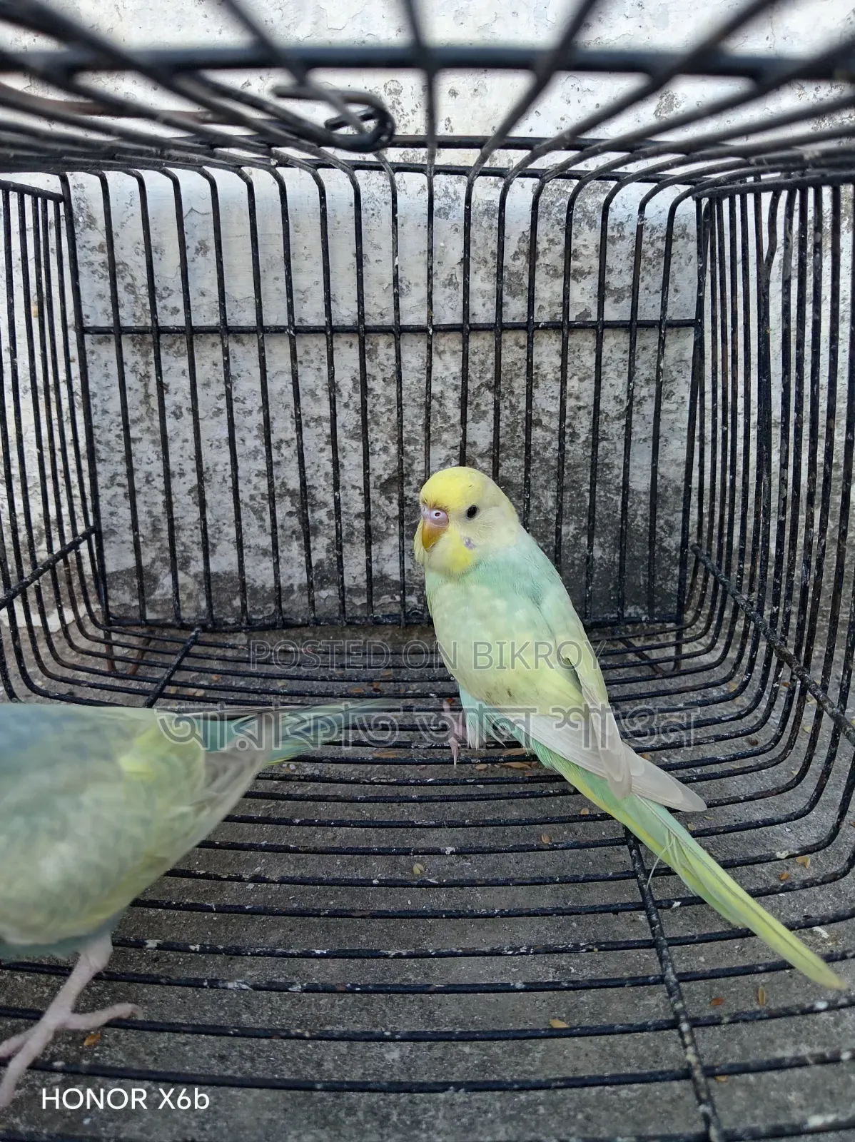 One Pair of Rainbow Baby Birds for Sale