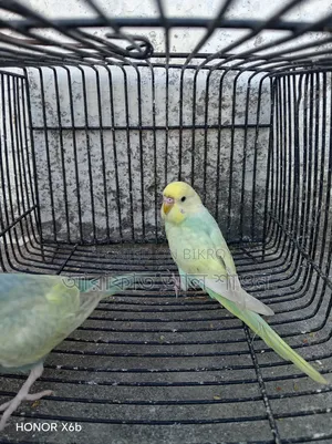 One Pair of Rainbow Baby Birds for Sale