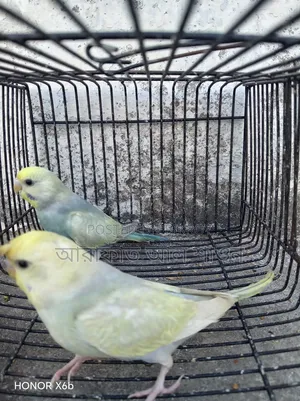 One Pair of Semi-Adult Rainbow Budgerigar Birds for Sale