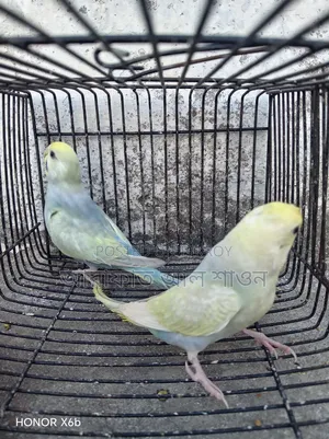One Pair of Semi-Adult Rainbow Budgerigar Birds for Sale