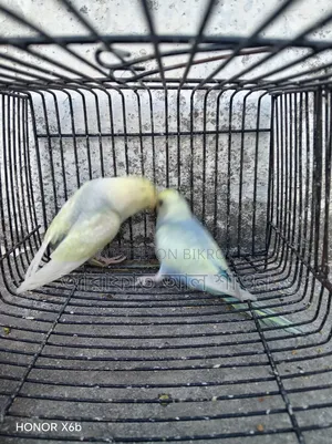 One Pair of Semi-Adult Rainbow Budgerigar Birds for Sale
