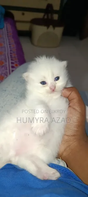 1-3 months Female Purebred Persian