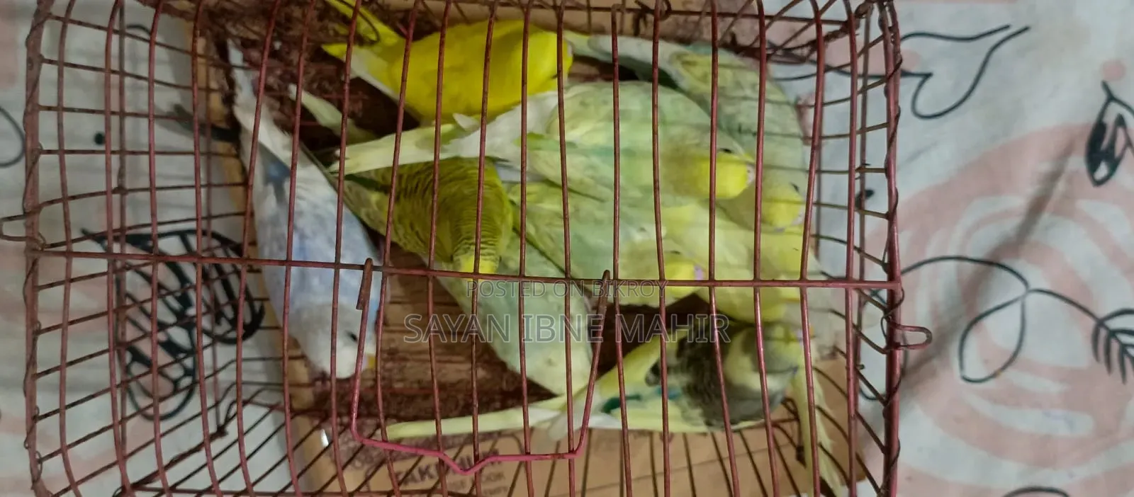 Budgerigar sell