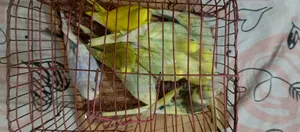 Budgerigar sell