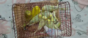 Budgerigar sell